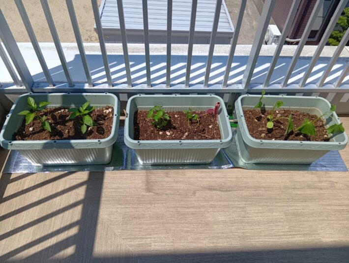 すずらんぐみ🌼野菜の苗植え